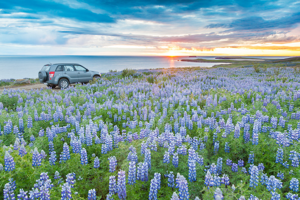 Vehicle parked by a field of purple lupine flowers